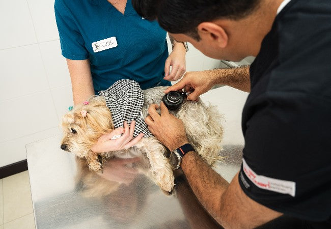 Vet Approved Guide: Identifying & Treating Ant Bites on Dogs in 2025 🐶🐾