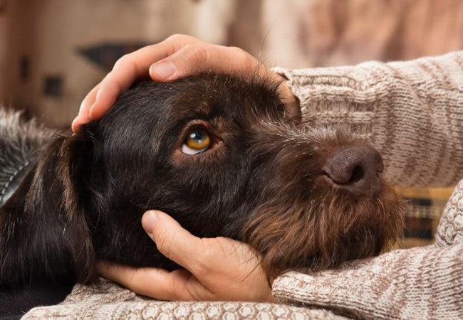 Vet Approved Guide: Infectious Canine Hepatitis in Dogs – 2025 Overview of Signs, Treatment & Prevention 🐶🐾