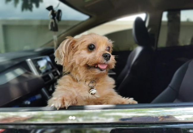 Vet Approved Guide: Insider Tips for Pet Friendly Road Travel in 2025 🐶🧳