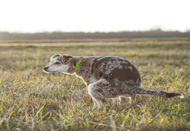Vet Approved Guide: Is Dog Poop Hazardous to Your Yard? 2025 Edition 💩🌿
