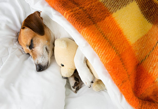 Vet Approved Guide: Is It Safe to Sleep with Your Pet? 2025 Edition 🐶🐱