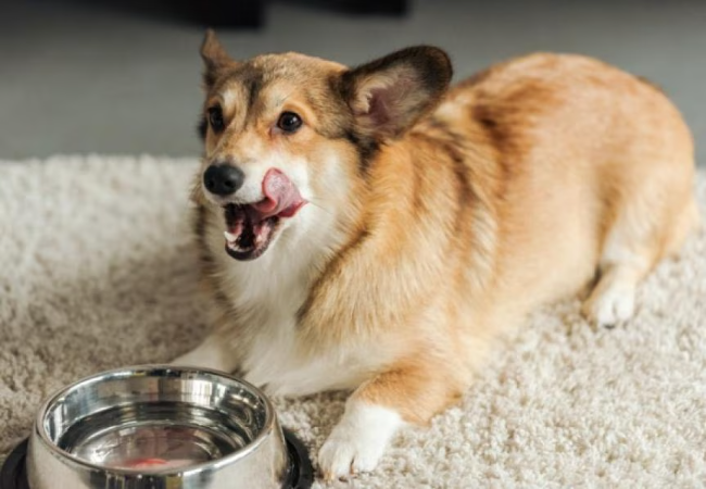 Vet Approved Guide: Is Pedialyte Safe for Dogs in 2025? 🩺🐶