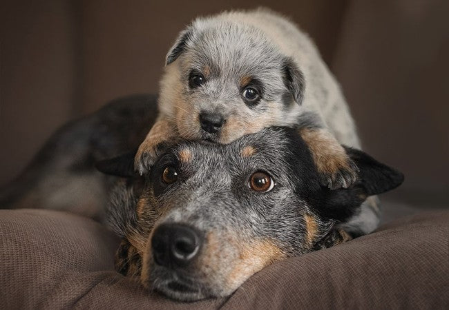 Vet Approved Guide: How to Keep Large Dogs Healthy at Every Life Stage (2025)🏊‍♂️🐶