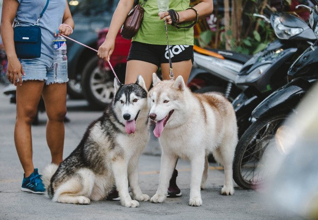 Vet Approved Guide: Keeping Your Dog Safe at Public Events in 2025 🐶💉