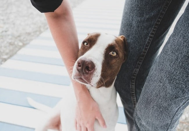 Vet Approved Guide: How to Manage Clingy Dog Behavior – Causes, Training & Comfort (2025)🏊‍♂️🐶