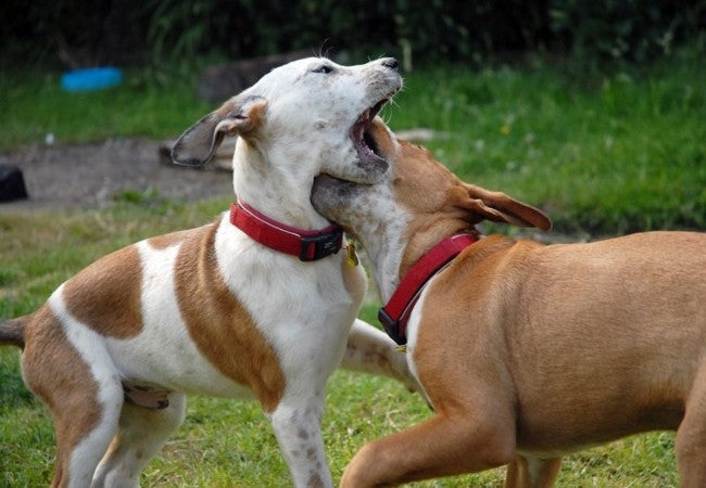 Vet-Approved Guide: Managing Dog-on-Dog Bullying—Effective Strategies for 2025 🐶