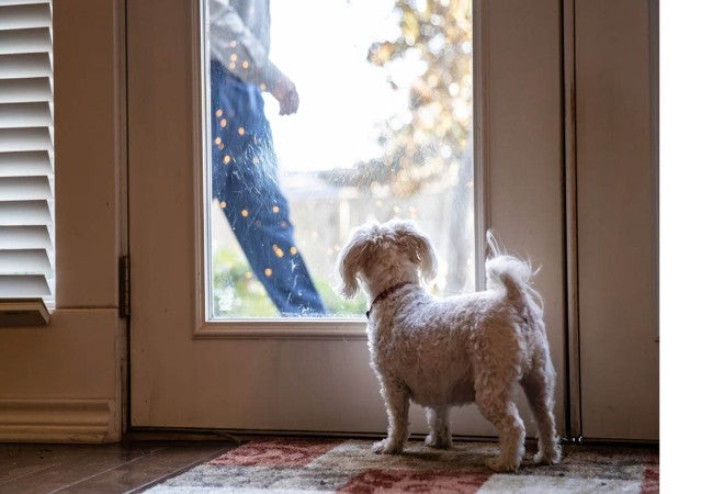 Vet Approved Guide: Understanding and Managing Excitement and Submissive Urination in Dogs (2025 Edition)🐶💧