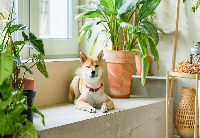 Vet Approved Guide: Pet-Safe Air-Purifying Plants for 2025 🐶🐱