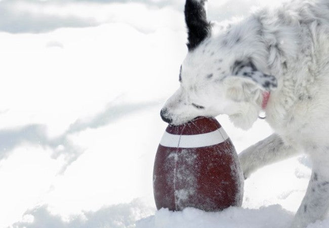 Vet Approved Guide: Pet-Safe Ice Melts – What to Know & How to Protect Paws (2025)🏊‍♂️🐶