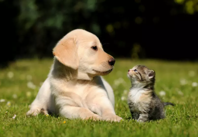 Vet Approved Guide: Planning for Your Pet’s Health in 2025 🐶🐱