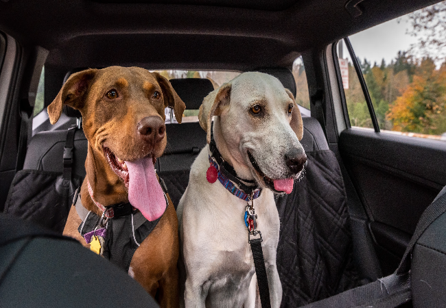 Vet Approved Guide: Preparing Your Pet for Car Trips in 2025 🐶🐱