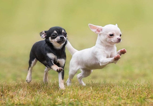 Vet Approved Guide: Protecting Small Dogs from Birds of Prey in 2025 🐶🏡