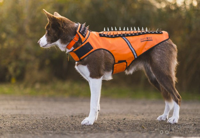 Vet Approved Guide: Protecting Your Dog from Coyotes in 2025 🐶🛡️