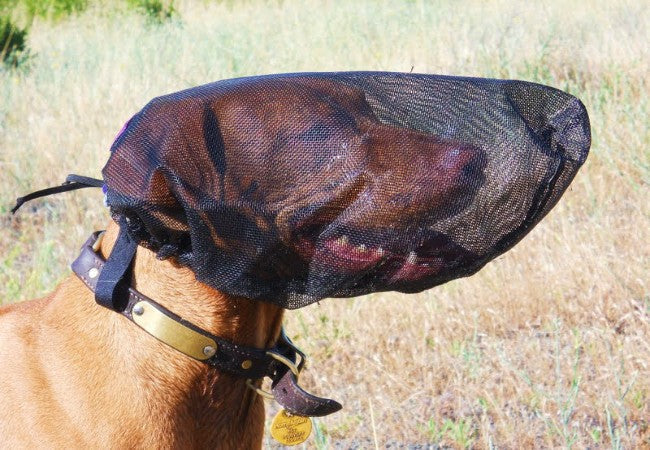 Vet Approved Guide: Protecting Your Dog from Foxtails in 2025 🐶💉