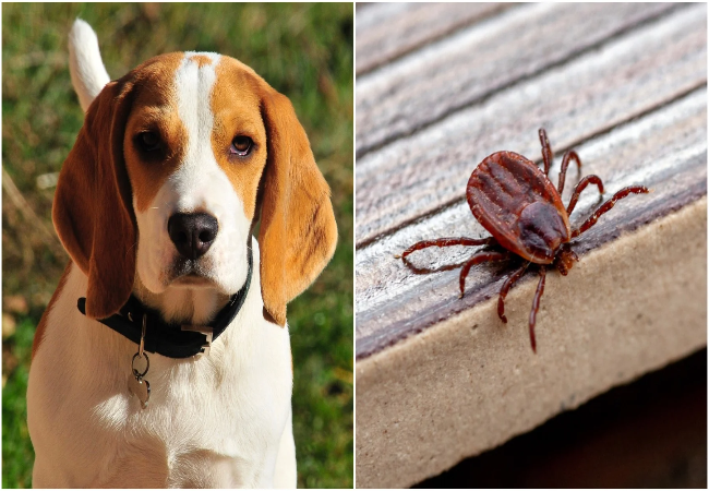 Vet Approved Guide: Protecting Your Pet from 8 Legged Pests in 2025 🐾