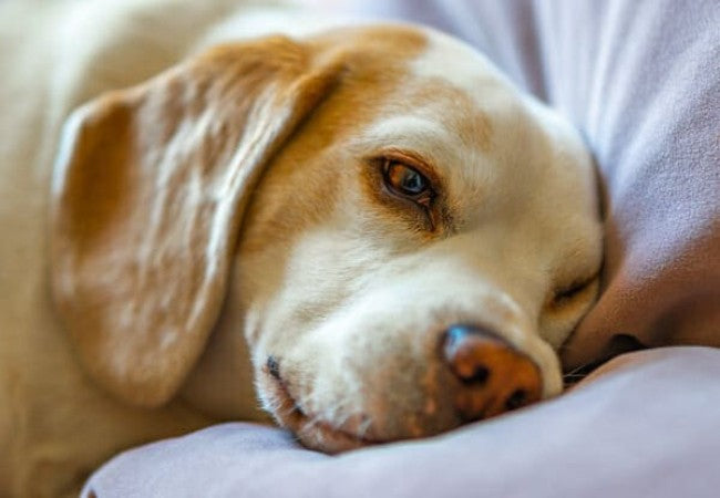 Vet Approved Guide: Recognizing Dementia in Dogs—Signs, Causes & How to Help in 2025 🐶🐾