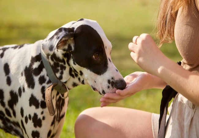 Vet Approved Guide: Should You Rename Your Adopted Dog or Cat? Behavior Tips & Naming Advice (2025)🏊‍♂️🐶