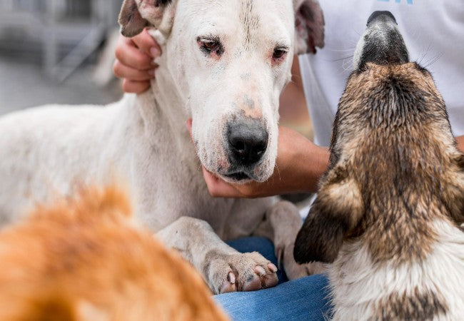 Vet Approved Guide: Responsible Pet Adoption & Preparation 2025 🐶