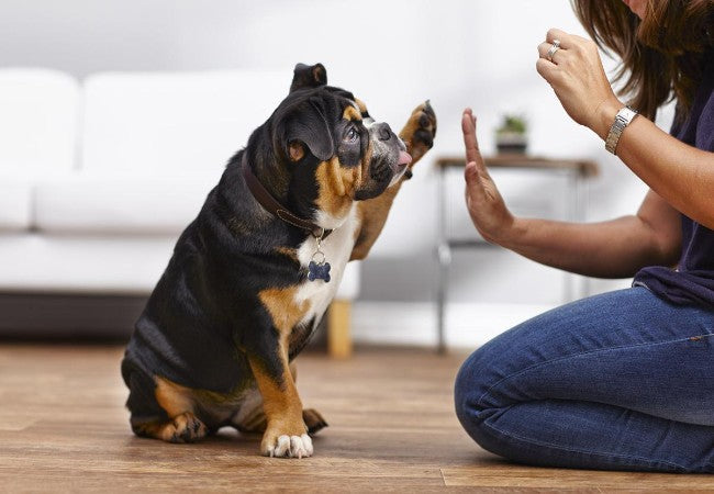 Vet Approved Guide: Safe Exercise for Dogs with Cancer in 2025 🐶💪