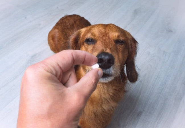 Vet Approved Guide: Safely Giving Your Dog Pills Using Food in 2025 🥩🧀