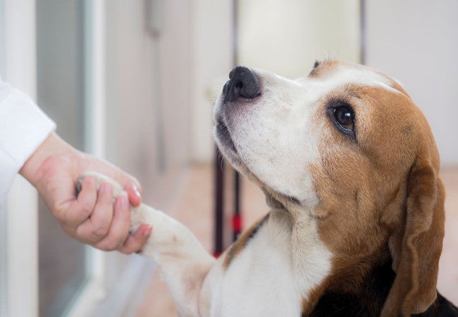 Service Dogs vs Emotional Support Dogs vs Therapy Dogs – Vet Approved Guide to Understanding the Difference (2025)🏊‍♂️🐶