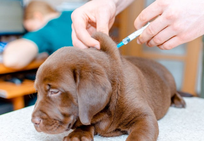 Vet Approved Guide: Should Your Dog Get the Canine Influenza Vaccine in 2025? 🐶🐾