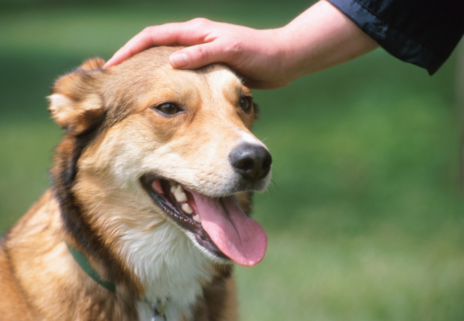 Vet Approved Guide: The Power of Praise—Encouraging Good Behavior in Dogs 2025 🐶🐾