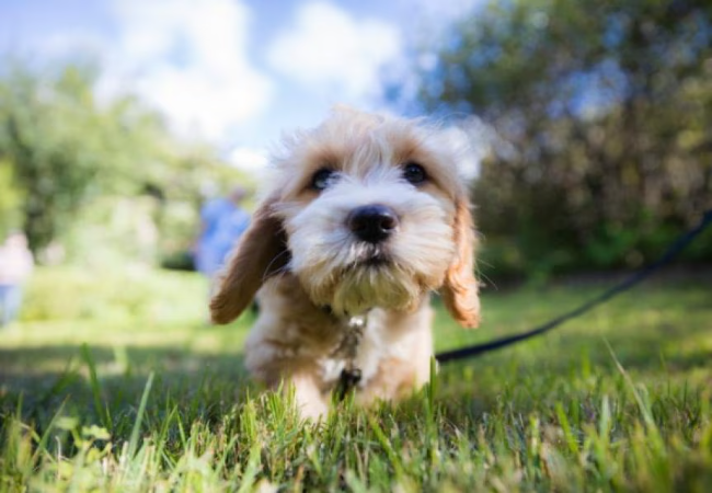 Vet Approved Guide: The Power of Scent Walks for Dogs in 2025 Enhancing Your Dog's Well-being Through Their Nose🐶👃