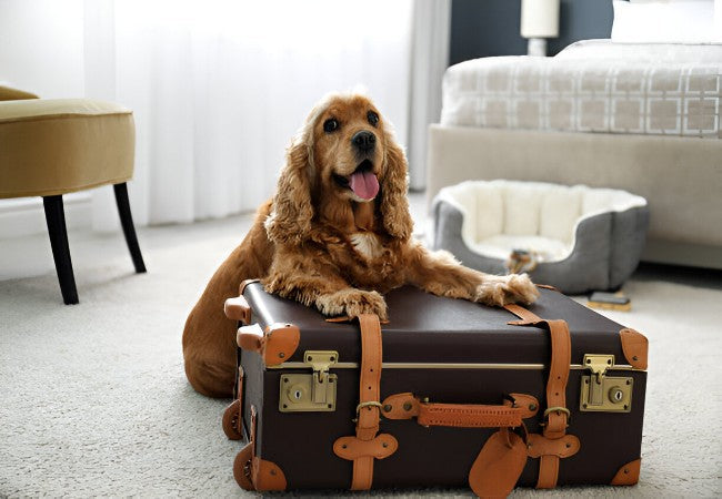 Vet Approved Guide: The Truth About Pet Friendly Hotels in 2025 🐶🐱