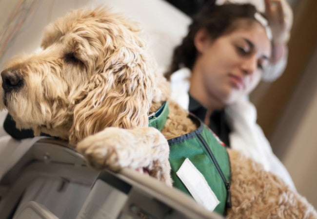Vet Approved Guide: How Therapy Dogs Improve Emotional Health in Hospital Patients Enhancing Well-being in 2025 🏥🐶