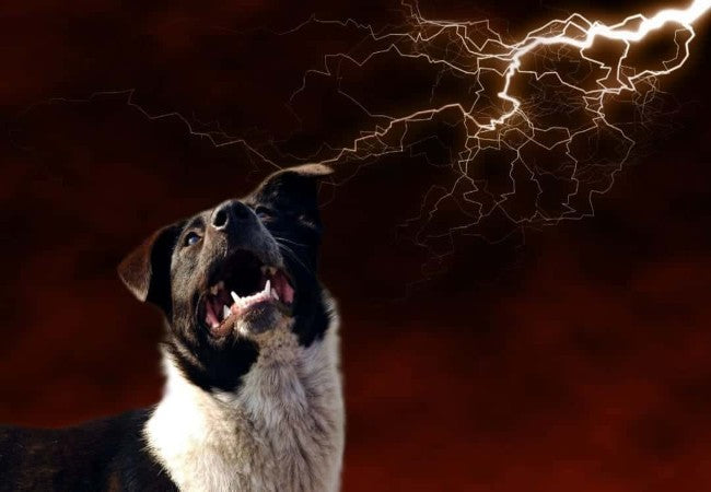 Vet Approved Guide: Thunderstorm and Lightning Safety for Pets Ensuring Your Pet's Well-being in 2025🐶🌩️