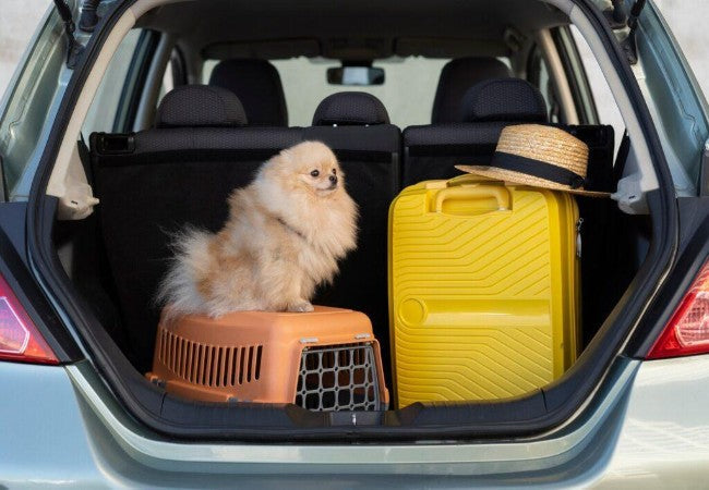 Vet Approved Guide: Top 10 Pet Travel Tips for 2025 🐶🐱