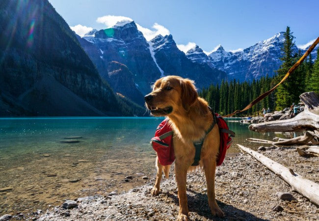 Vet Approved Guide: Top Dog-Friendly U.S. National Parks to Visit in 2025 🐶🏞️