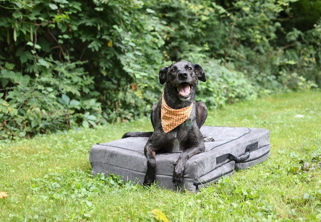Vet Approved Guide: Top Travel Dog Beds for On-the-Go Comfort (2025 Edition) 🚗🐶
