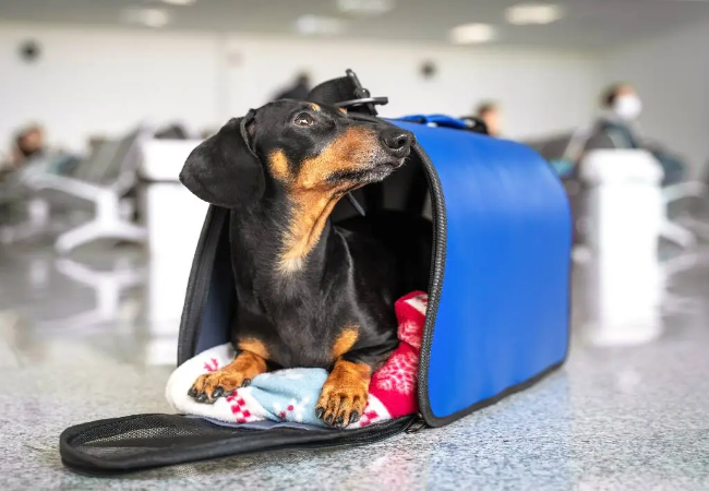 Vet Approved Guide: Traveling Safely with Small Pets in 2025 🚗🐹