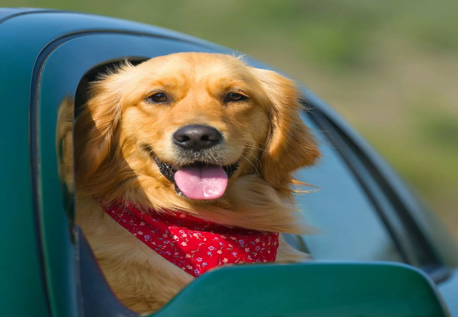 Vet Approved Guide: Traveling with Your Pet in 2025 – Safe, Stress-Free Adventures Together 🧳🐶