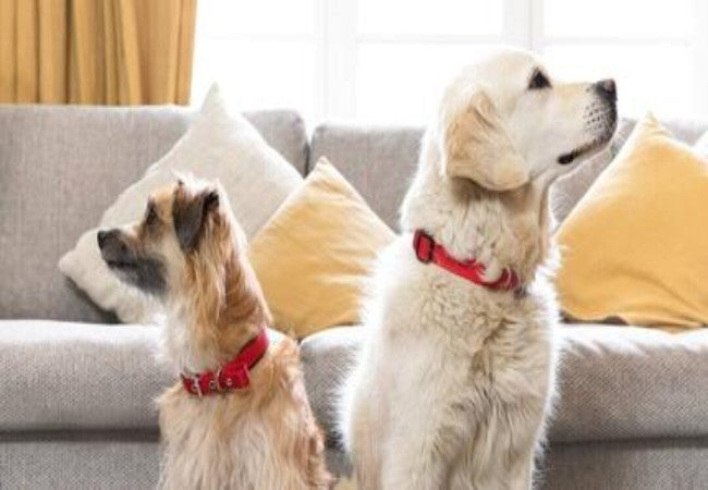 Vet Approved Guide: Understanding Canine Aggression—Causes, Types & Solutions 2025 🧠🐾