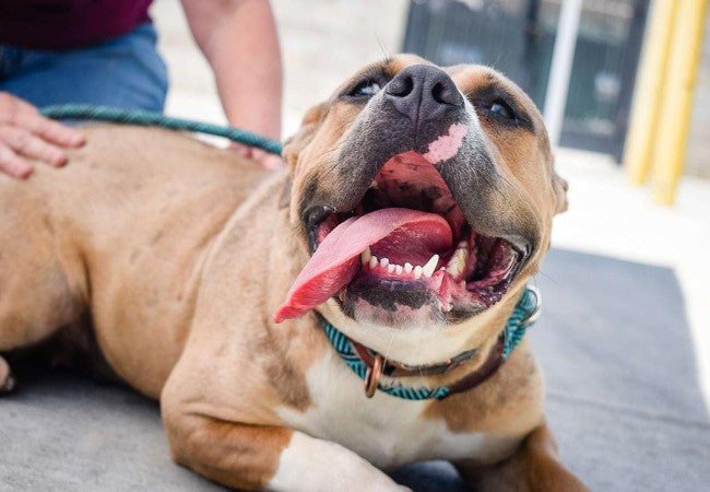 Vet Approved Guide: Understanding Dog Gum Colors in 2025 🐶🩸