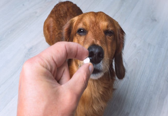 Vet Approved Guide: Understanding Oral Medications for Dogs in 2025 🐶📘