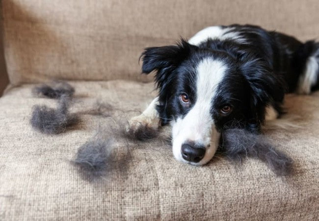 Vet Approved Guide: Understanding Why Dogs Shed in 2025 Causes, Care, and Control🐶🧥