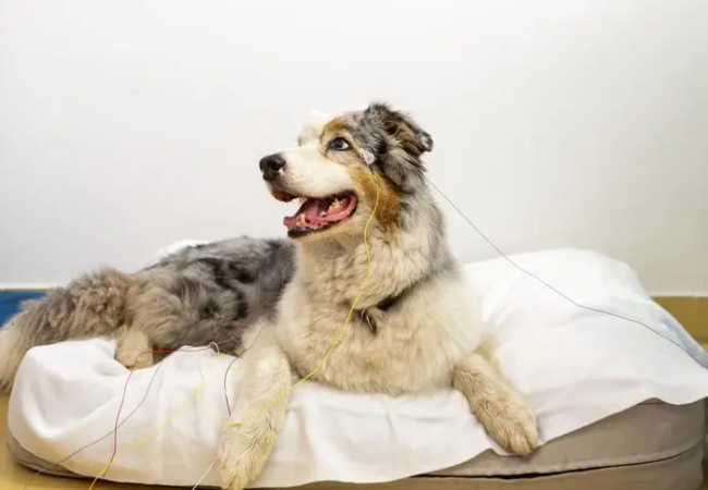 Vet Approved Guide: Understanding Your Dog’s Brain—Insights into Canine Cognition 2025 🧠🐶