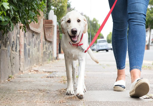Vet Approved Guide: Walking Your Dog vs. Backyard Time in 2025 🐶🏡
