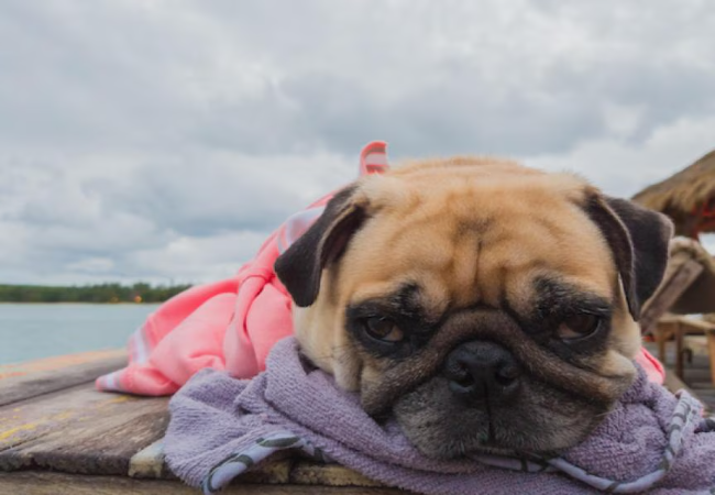 Vet Approved Guide: What to Do If Your Pet Gets Sick or Injured on Vacation in 2025 🧳🐶