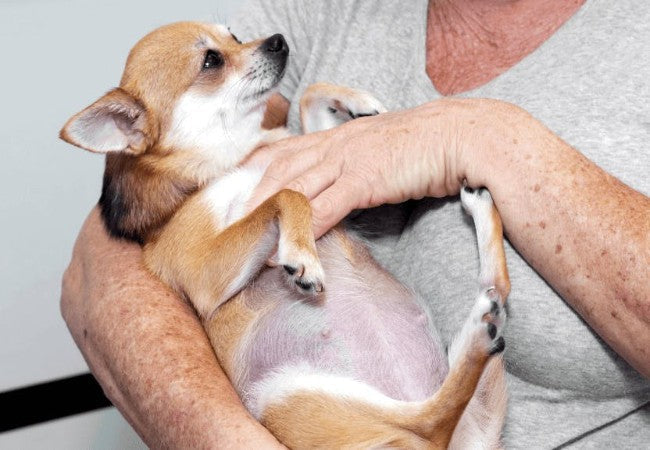 Vet Approved Guide: What to Feed Pregnant Dogs for Healthy Puppies (2025)🩺🐶