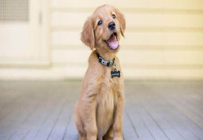 Vet Approved Guide Why Your Dog Forgets Training and How to Help 2025 🐶🧠