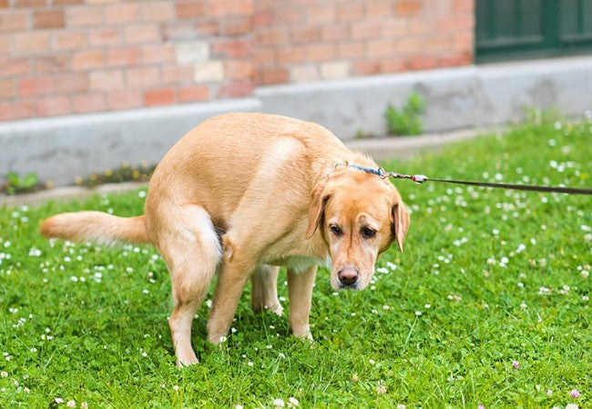 Vet Approved Guide: Why Do Dogs Kick Their Feet After Pooping in 2025?Understanding the Behavior and How to Manage It🐶💩