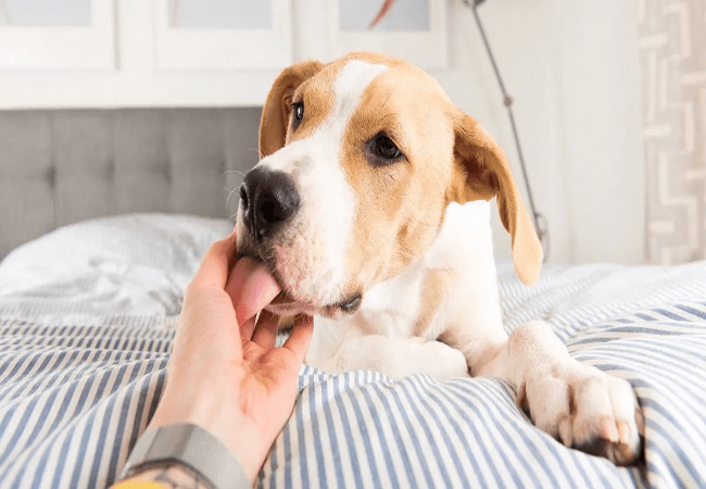 Vet Approved Guide: Why Does My Dog Lick Everything? Understanding Canine Licking Behavior in 2025 🕵️‍♂️🐶