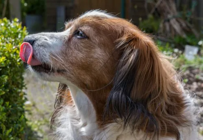 Vet Approved Guide: Why Dogs Lick the Air & What It Means 2025 🐾