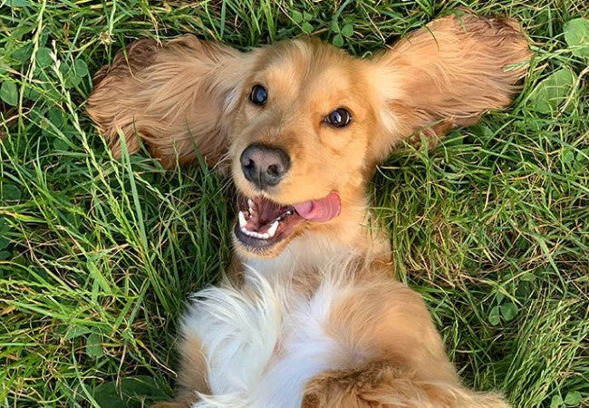 Vet Approved Guide: Why Dogs Roll in Grass & What It Means 2025 🐶🐾