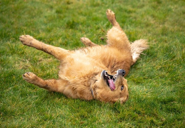 Vet Approved Guide: Why Dogs Roll on Dead Animals in 2025 🐶💀